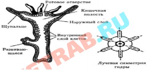 Kraken зайти на сайт