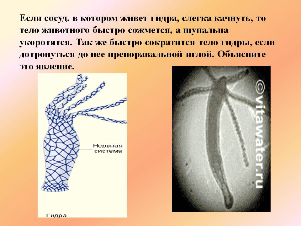 Кракен стор